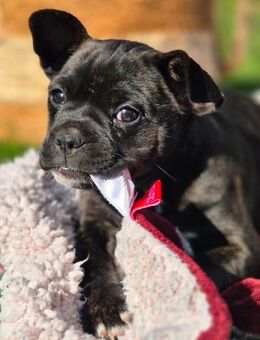 Bully Mix Welpen - Zehdenick