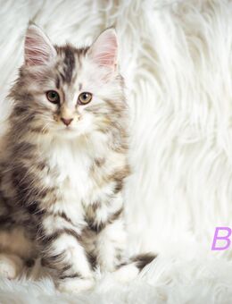 Reinrassige Maine Coon Kitten - Adelsdorf