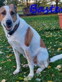 Baster sportlicher hübscher Rüde10/21DE - Ruppertsecken