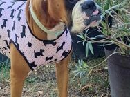 ZOE unsere hübsches Boxer Mädchen - Wettenberg