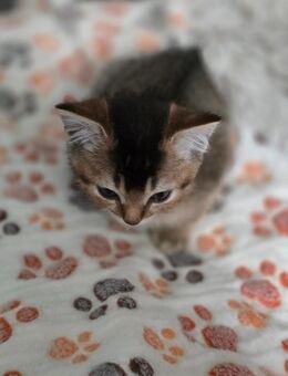 BKH Kitten - Bad Bramstedt