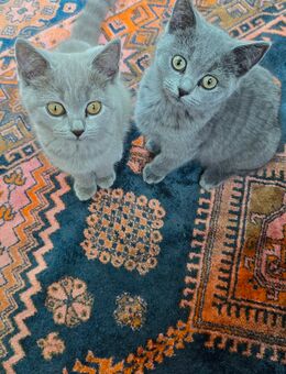 Britisch Kurzhaar Kitten, katzenbabys - Frankfurt (Main) Fechenheim