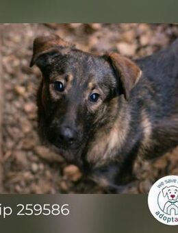 Chip 259586 sucht ein Zuhause - Kirchzell