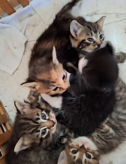 Norwegische Waldkatzen Kitten - Schönwalde-Glien