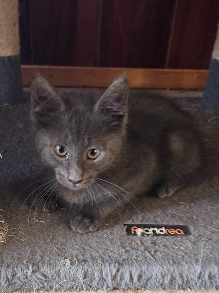 MainCoon Mixe 12 Wochen alt. - Berge (Brandenburg)