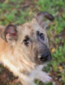 KALEO - erkunden, knuddeln und dann ... - Overath