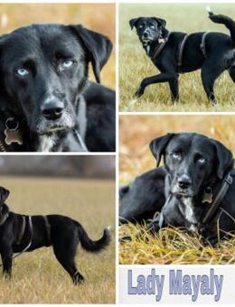 LADY MAYALY * schmusig & aktiv - Duisburg