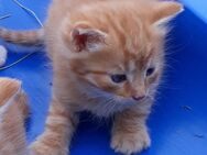 junger roter Kater - Kirchberg (Sachsen)