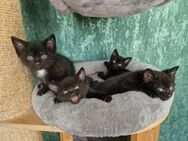 Noch 2 von 4 kleine Männchen Kitten, Katzenbaby, Katzen übrig - Rinteln