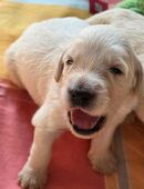 Goldedoodle Welpen Mädels &Buben in 47638