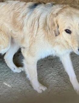 MOYO sucht Geborgenheit - Weilheim (Oberbayern)