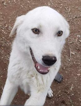 ROY - der süße Rüde sucht sein Heim - Aerzen
