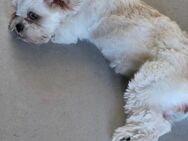 Shih-Tzu Welpe Weibchen sucht - Berlin Steglitz-Zehlendorf