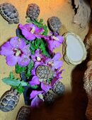 Tunesische Landschildkröten - Mini-Schildis in 01968