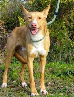 Bambi sucht Liebe und Geborgenheit - Brunstorf