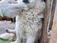 Hermine sucht dringend Ruhe - Koblenz