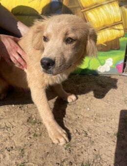 Snowflake sucht ein Zuhause - Olfen