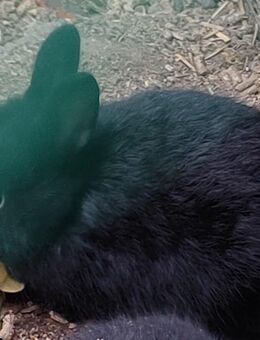 Zwergkaninchen - Rust