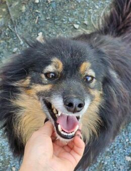 Injir- Schmuser sucht neue Heimat - Nürnberg