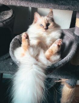 4-jährige Ragdoll Katze - Düsseldorf