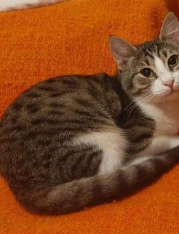 Lina Freundliches Katzenmädel - Unterföhring