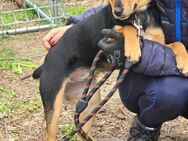 Freundliches Hundemädel TIPI sucht ♥️ - München