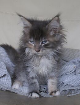 Zuckersüße, reinrassige Maine Coon Kitten suchen ab sofort einen neues Zuhause - Leopoldshöhe