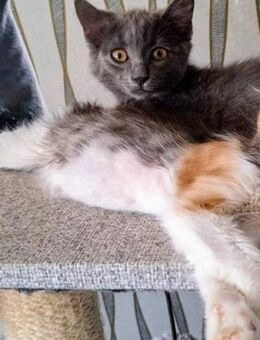 🌸Süße Babykatze Freya🌸 - Eislingen (Fils)