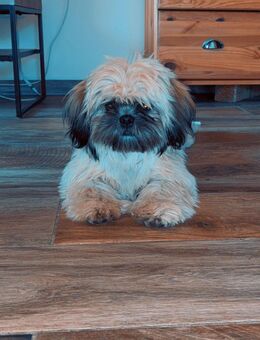 Shih-Tzu Junghund sucht neues zu Hause - Unterlüß