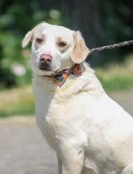 William Labradormix Rüde 3,5 Jahre in HU - Reutlingen