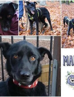 Malo * sensibel, freundlich, lernfreudig - Duisburg