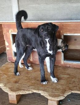 Lumara - sanfte große Hündin - Tettau (Bayern)