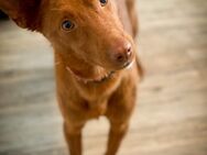 Ein neuer Hund zieht ein Mitgliederbereich und Video-Kurse - Hildesheim