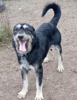 Hermiusz - ein freundlicher, lieber Kerl - Köln