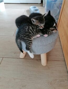 Super süße Bkh mix Kitten, Katzenbabys, ab sofort abzugeben - Hamburg