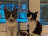 Zwei Kitten suchen ein Zuhause - Emmendingen