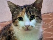 Helena 💗 liebe Schmusekatze sucht dich - Hamburg