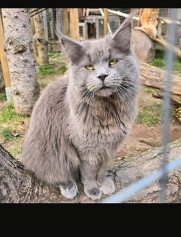 Maine Coon Kater blue-smoke - Herzberg (Harz)
