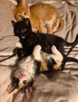 EKH Babys - Wuppertal