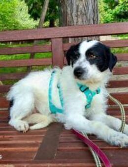 LINUS 💙 Traumhund sucht Traumkörbchen - Fahrenzhausen