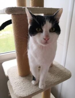 Charmeur Mario sucht Dich! - Walluf