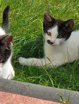 Babykatzen geimpft und entwurmt - Langen (Landkreis Cuxhaven)
