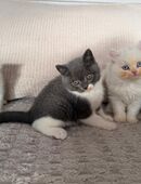 Bkh/Blh kater in 44145