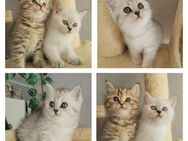Bkh Kitten Baby - Ludwigshafen (Rhein)