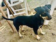 🩷Janka🩷 1-jährige Pinscher-Dackel Mix - Kassel