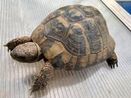 Männliche Griechische Landschildkröte (Testudo hermanni-hermanni) - Weil (Rhein) Zentrum