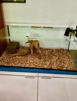 2 griechische Landschildkröten Nachzuchten 2025 - Köln