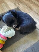 3 Chihuwawa Welpen abzugeben. in 52080