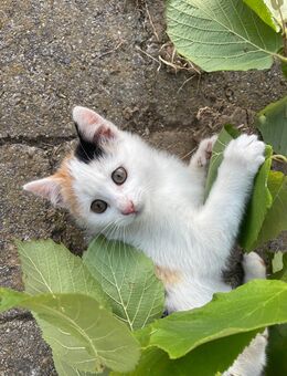 Babykatze weiblich - Legau