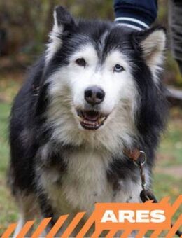 Ares - unkomplizierter Senior - Berlin